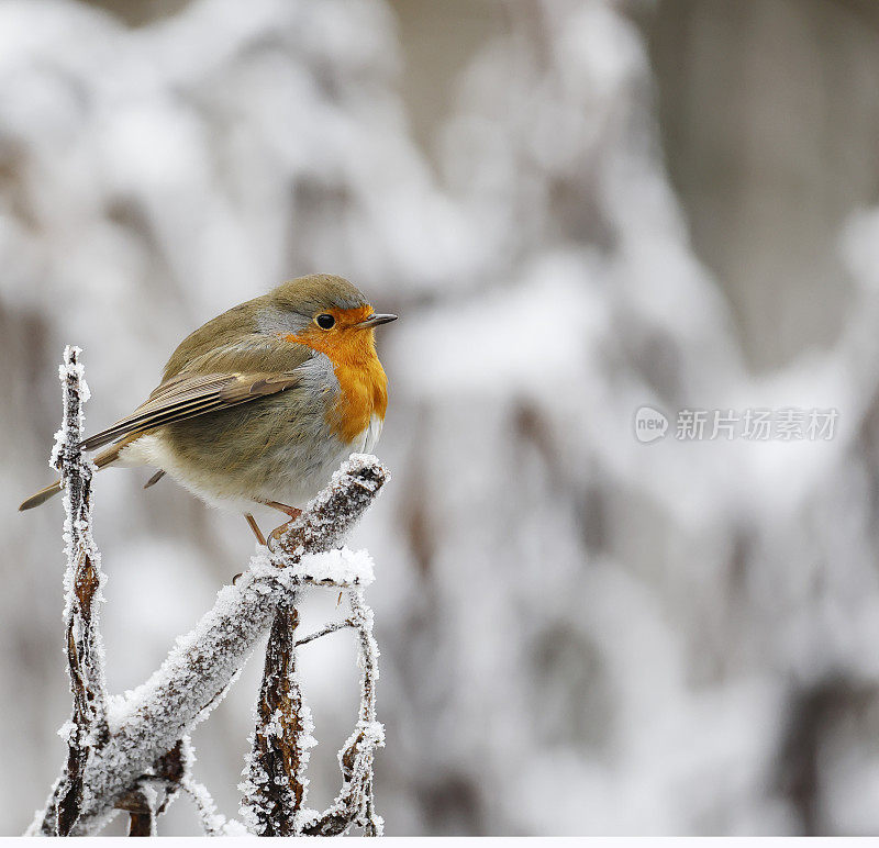 知更鸟(Erithacus rubecula)在冬天